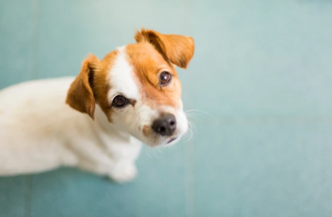 Malé plemeno psíka sa pozerá do kamery